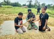 Mendukung Ketahanan Pangan, Satgas Pamtas RI-PNG Yonif 711/Raksatama Bantu Masyarakat Panen Padi di Wilayah Perbatasan