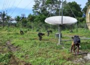 Bersama Warga, Satgas Yonif 126/KC Bersihkan PLTS