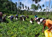 Bersama Dengan Masyarakat Desa Biloro Menggelar Panen Raya