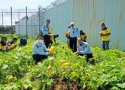 Rutan Kelas I Tangerang Sukseskan Program Pembinaan dan Kemandirian Kepada WBP di Bidang Pertanian