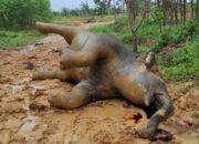 Seekor Gajah Betina Di Temukan Mati Di Areal Lahan Konsensi PT.Riau Abadi Lestari.