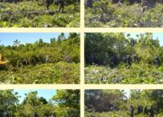 Anggota Koramil 1312-01/Kabaruan Bersama Posad Kabaruan Membersikan Lahan Tanam Jagung.