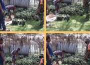 Babinsa Koramil 1312-01/Kabaruan Dampingi Penyerahan Bibit Tanaman Pala