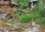 Geger, Warga Benteng Dihebohkan Kemunculan Buaya Berjemur