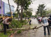 Polisi Bersama Warga Bersihkan Pohon Tumbang di Jalan Arifin Ahmad Pekanbaru