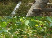 Pembuatan Saluran Limbah Lewat Sungai Diduga Tanpa Ijin