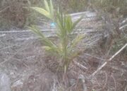 IK Tidak Transparan Dalam Mengelola Dana Replanting 1,4 Miliar, Honor Pengawas Belum Dibayar Sepenuhnya