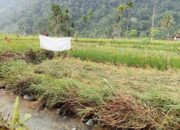 Banjir Sungai Batang Kenaikan Rendam 10 Hektare Sawah Warga di Pasaman Barat