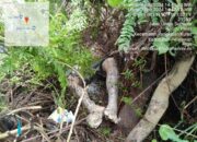 Heboh! Penemuan Mayat Membuat Gempar Warga di Desa Trantang Manuk, Pelalawan Riau