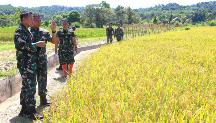 Letkol Czi Damai Tinjau Lokasi Panen Raya Di Desa Bhuana Jaya