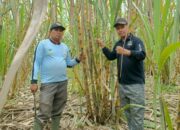 Panen Perdana Tebu di Jorong Harapan Tinggam – Harapan Baru Bagi Perkebunan Talamau yang Berkelanjutan