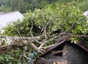 Pohon Tumbang di Lebak Barang Pekalongan Timpa Dua Rumah Warga