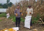 Bhabinkamtibmas Polres Pasaman Barat Berikan Bimbingan Teknis Kepada Petani Jagung di Kecamatan Talamau