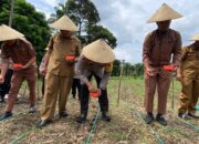 Program Ketahanan Pangan, Polres Pasaman Barat Gelar Penanaman Jagung Secara Serentak Seluruh Indonesia