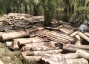 Maraknya Ilegal Logging di Kecamatan Langgam, Dimana Aparat Penegak Hukum?