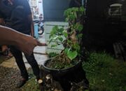 Pelaku Pencuri Tanaman Bonsai di Pekalongan Diamankan Polisi
