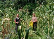 Dukung Ketahanan Pangan, Polsek Kajen Panen Jagung di Lahan Pekarangan Bergizi