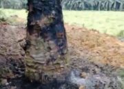Terulang Lagi! Lahan Gambut PT Adie di Pelalawan Kembali Terbakar, Diduga Ada Upaya Hilangkan Bukti