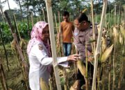 Dukung Ketahanan Pangan Nasional, Bhabinkamtibmas Dampingi Petani Panen Jagung Tamansari