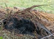 Dapat Apresiasi Kalaksa, Lahan PT Adie Malah Terbakar: Ada Apa di Balik Penghargaan Ini?