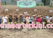 Panen Raya Jagung Serentak Kuartal III 2025 Digelar di Aceh Tenggara, Dihadiri Forkopimda dan Bupati
