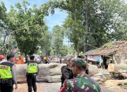 Pohon Randu Raksasa Tumbang di Wonopringgo, Timpa Warung dan Lukai Dua Orang