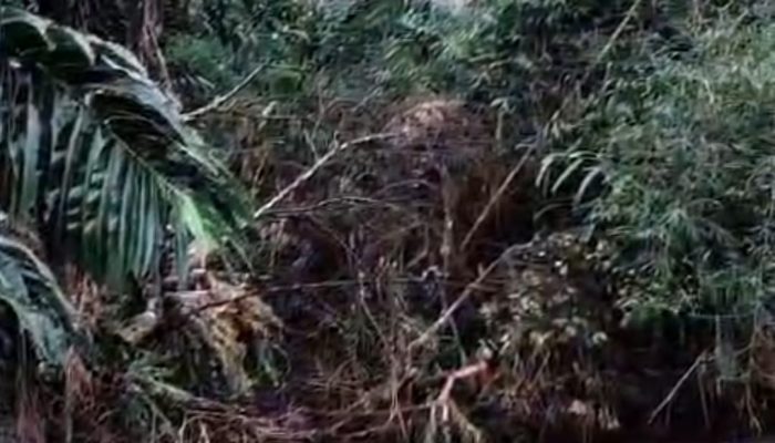 Cuaca Ekstrem Melanda, Karang Taruna Sungai Janiah Talu Desak Perbaikan Darurat Bronjong di Belakang SD Negeri 04 Talamau