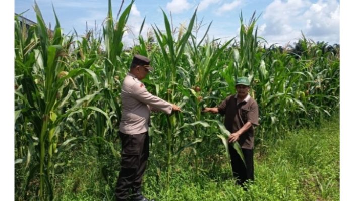 Polsek Kampar Kiri Intensif Pantau Kebun Jagung, Dukung Ketahanan Pangan Nasional di Kampar