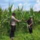 Polsek Kampar Kiri Intensif Pantau Kebun Jagung, Dukung Ketahanan Pangan Nasional di Kampar