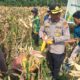 Kapolsek Kampar Kiri Hadiri Panen Raya Jagung di Gunung Mulya, Hasilkan 500 Kg untuk Dukung Ketahanan Pangan Nasional