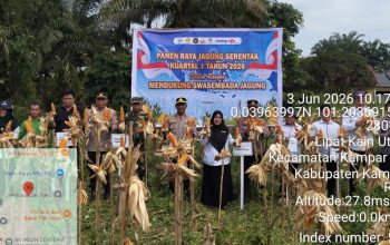 Polsek Kampar Kiri Panen Raya Jagung 1,5 Hektare, Perkuat Ketahanan Pangan dan Dukung Program Asta Cita Presiden