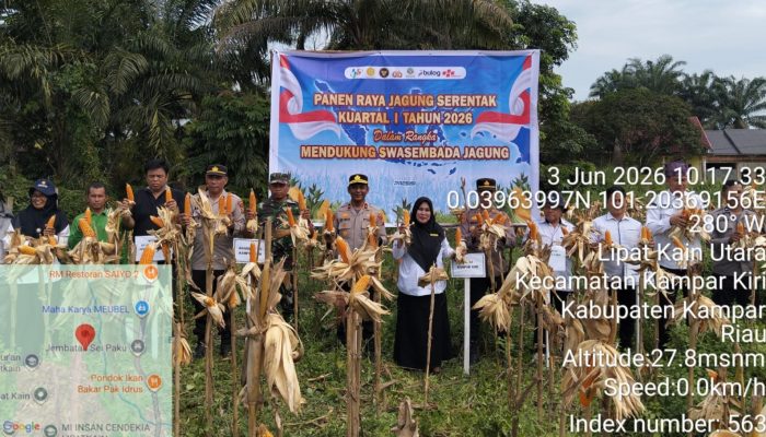 Polsek Kampar Kiri Panen Raya Jagung 1,5 Hektare, Perkuat Ketahanan Pangan dan Dukung Program Asta Cita Presiden